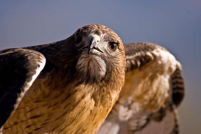 tailed_hawk