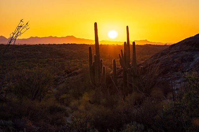 Saguaro_National_Park_East_Arizona_USA