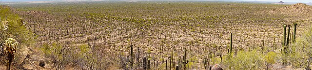 Saguaro_National_Park_West_