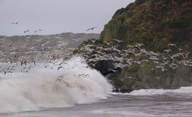 Seagulls_Front_Bay