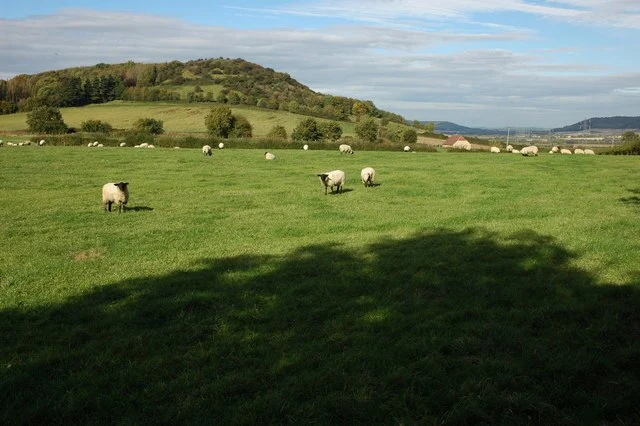 Sheep_at_Prescott