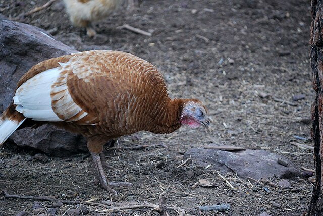 Bearizona_Wildlife_Park