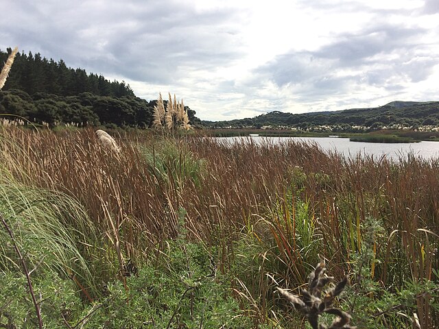 Typha_orientalis_at_Lake_Kereta_Raupo