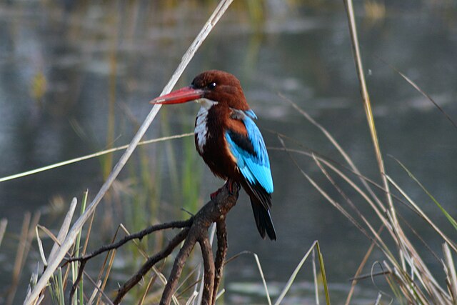 bharatpur bird sanctuary