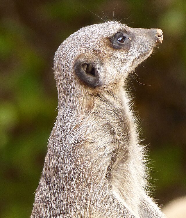 Wildlife_Zoo