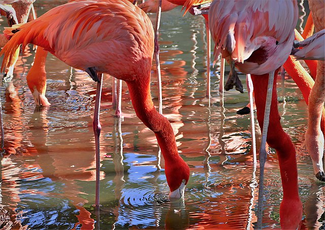 Wildlife World Zoo