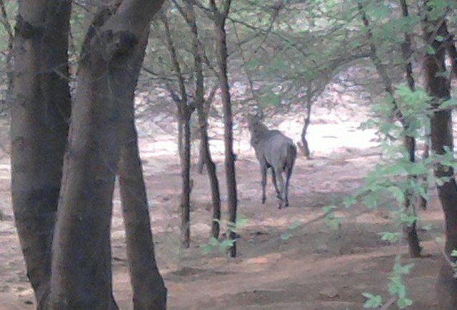 Rojh_neelgaye_rajasthan_rawla_sivender