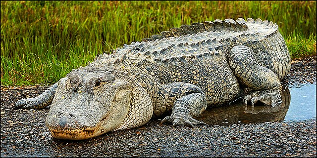 Alligator_near_Arkadelphia_AR