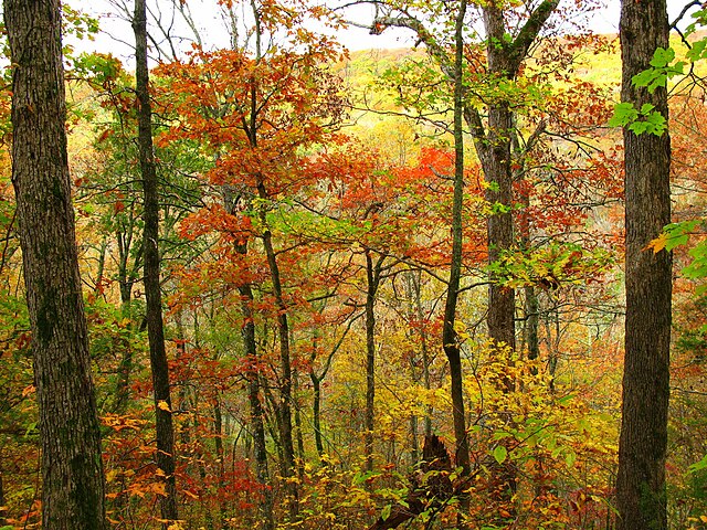October_Ozark_Woodlands