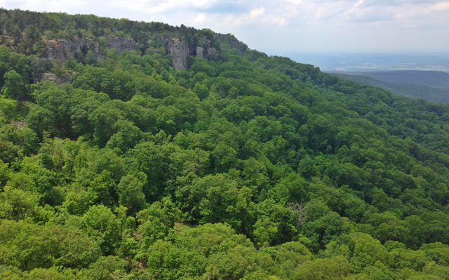 Mount_Magazine_forest