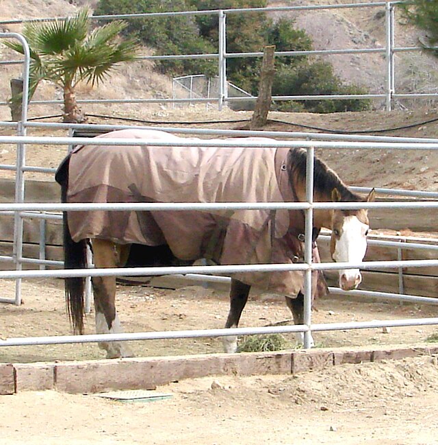 Blanketed_Horse_in_Live_Oak_Canyon_Redlands_CA