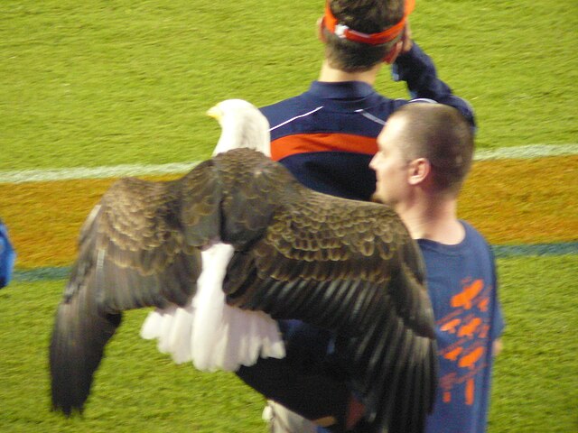 War_Eagle