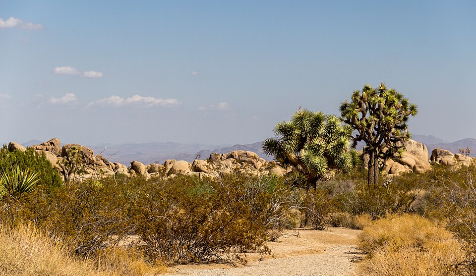 Joshua_Tree_National_Park_California_USA