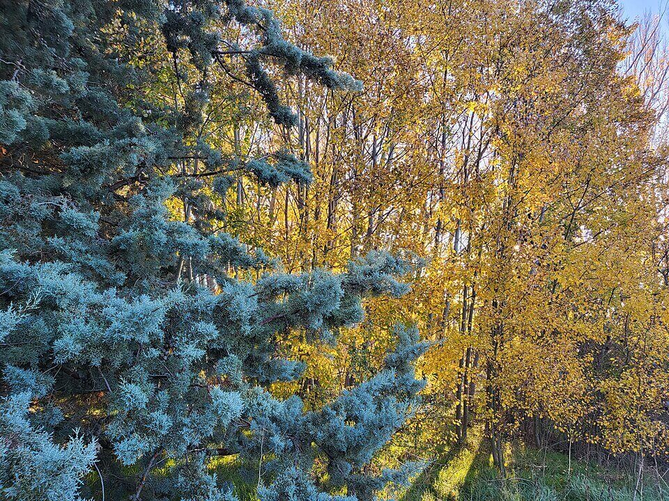 Aspen Travel Guide