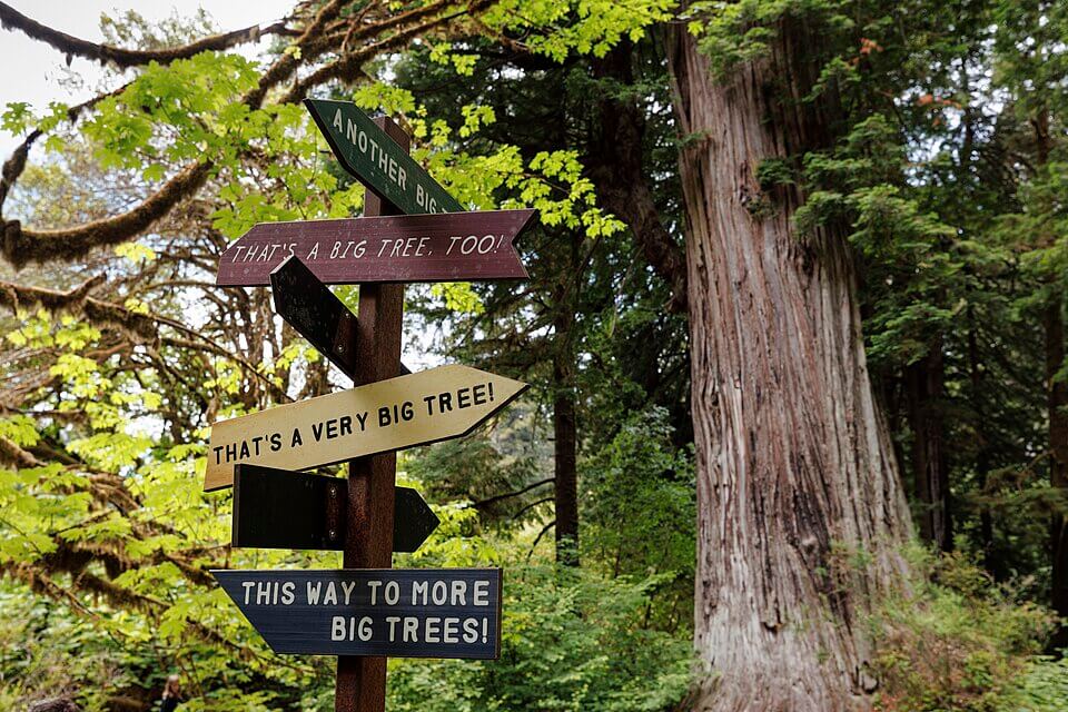 Redwood_National_and_State_Parks_June