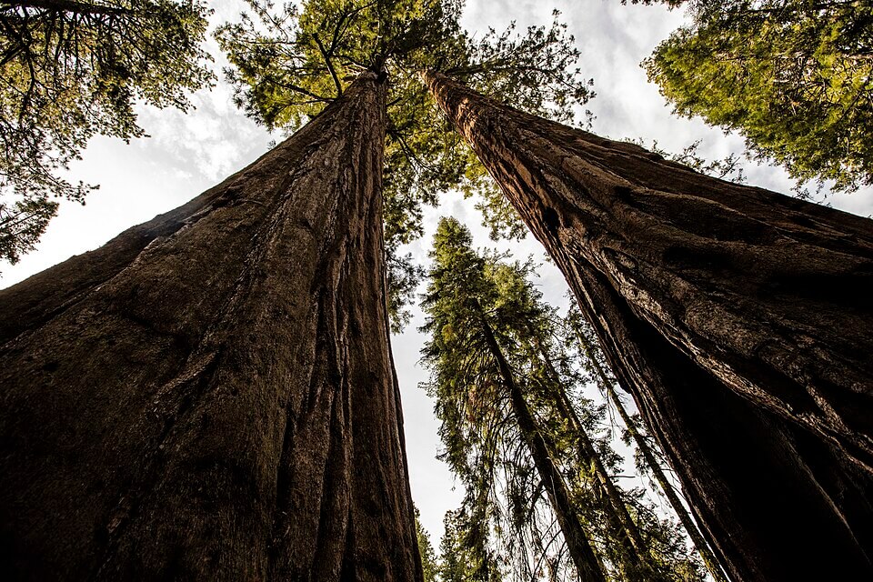 Sequoia_Tree_Groove_at_Sequoia_National_Park