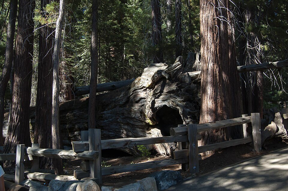 Sequoia_National_Park_California